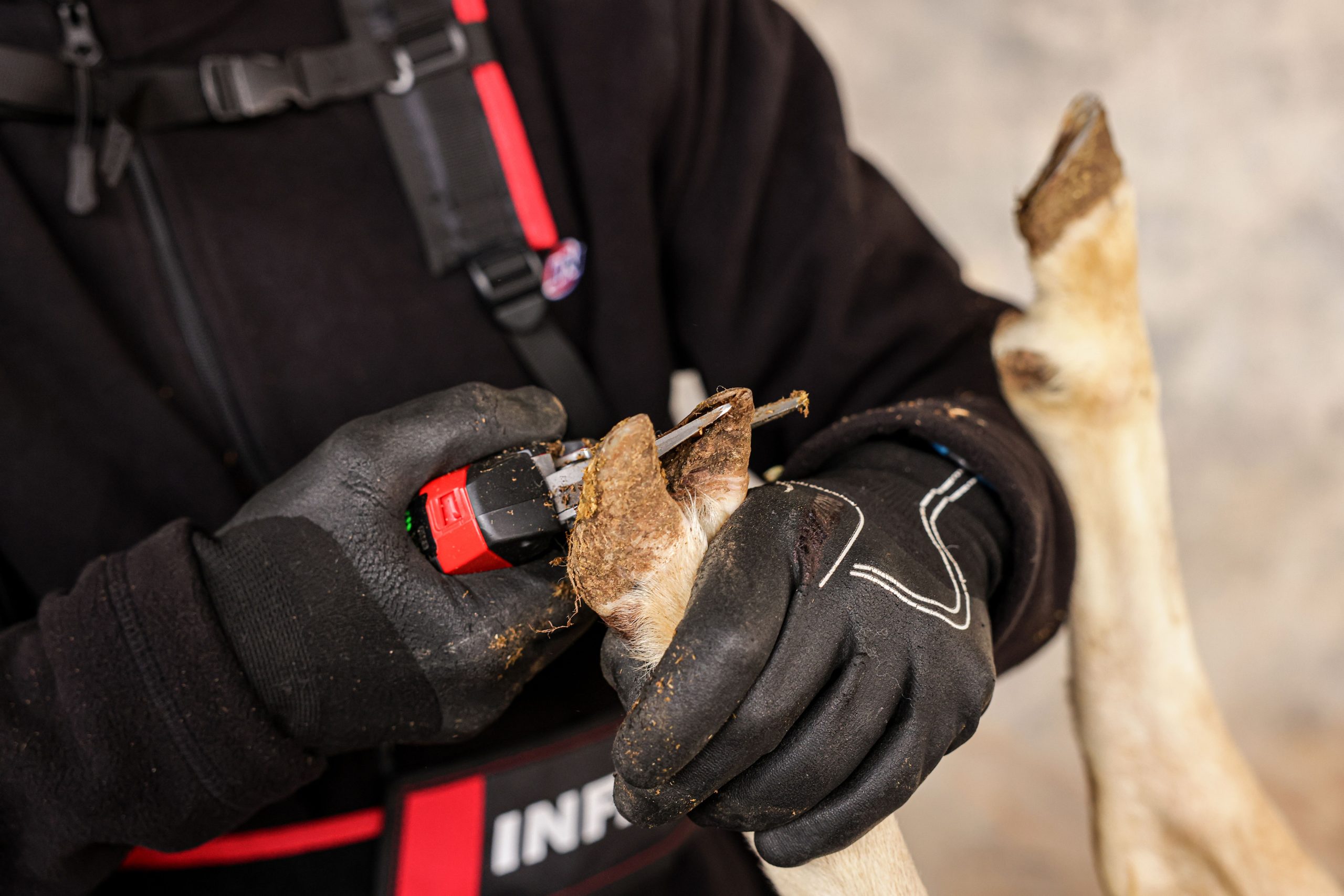 Hoof trimmer F3020 photos Infaco