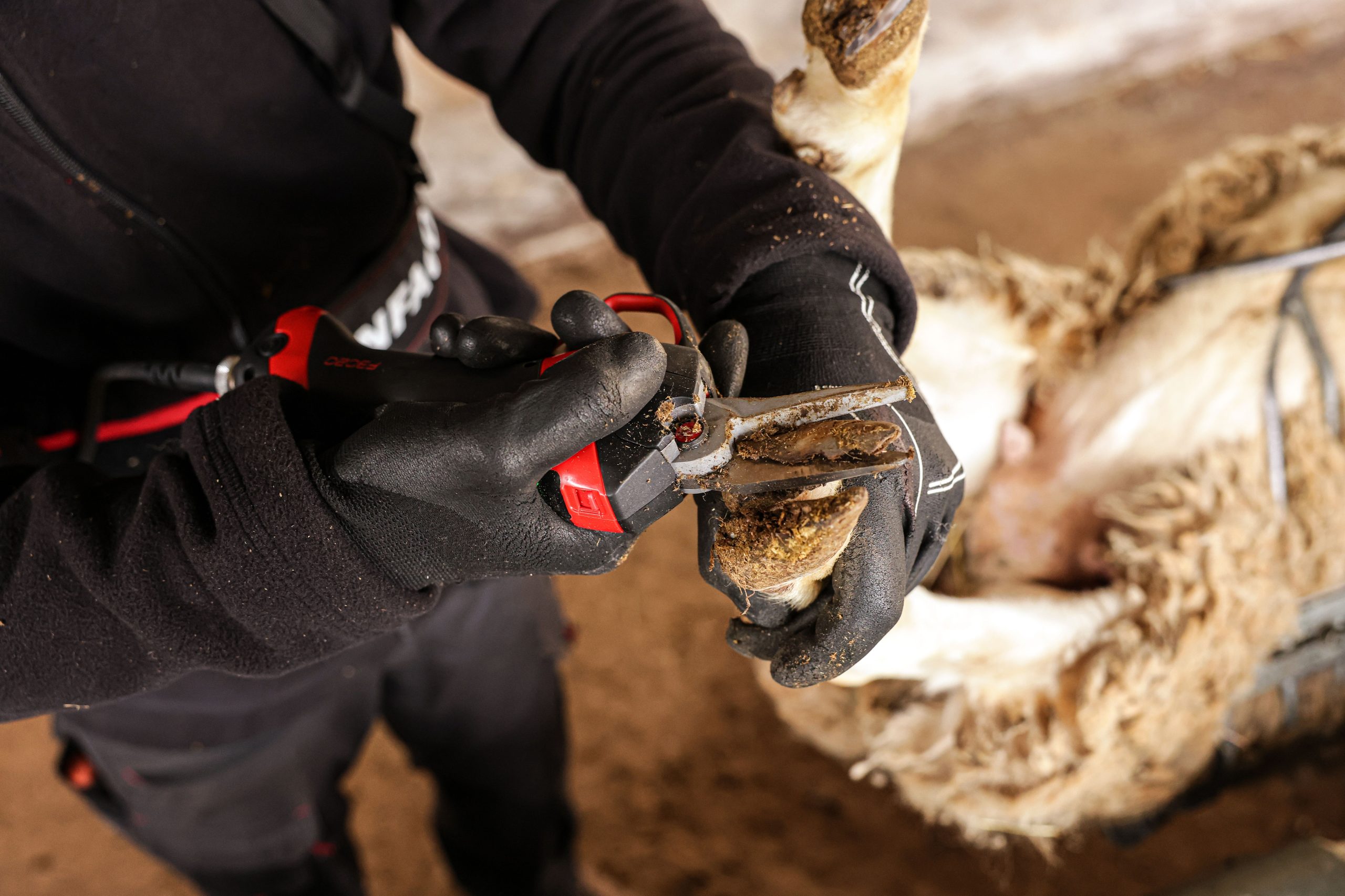 Hoof trimmer F3020 photos Infaco