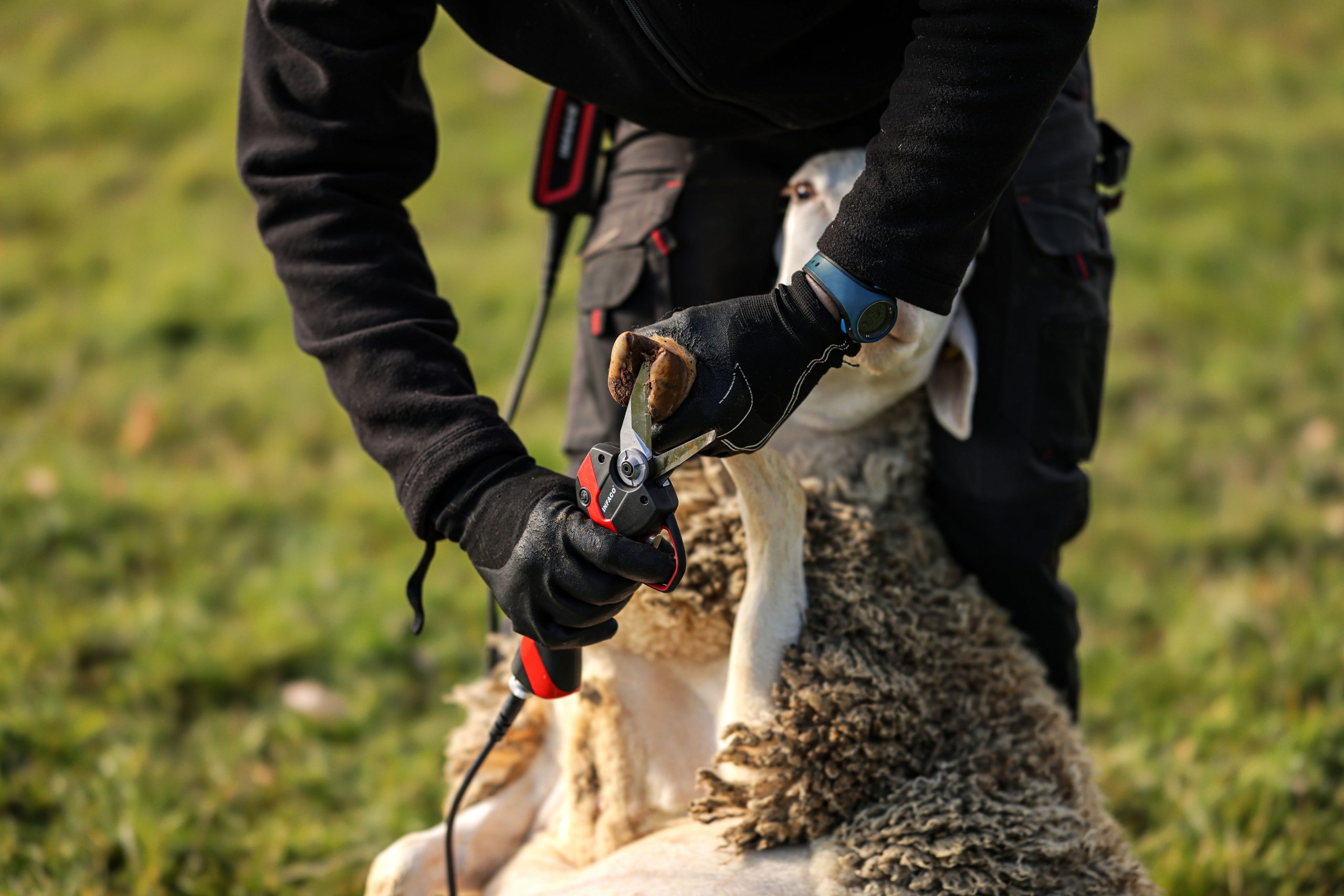 Hoof trimmer F3020 photos Infaco