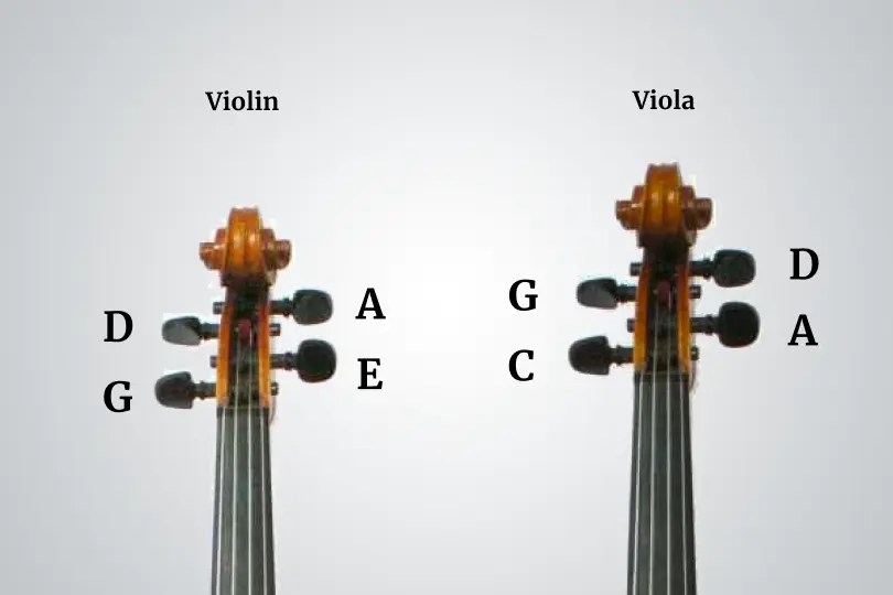 Viola Vs. Violin 5 Major Differences Infamous Musician