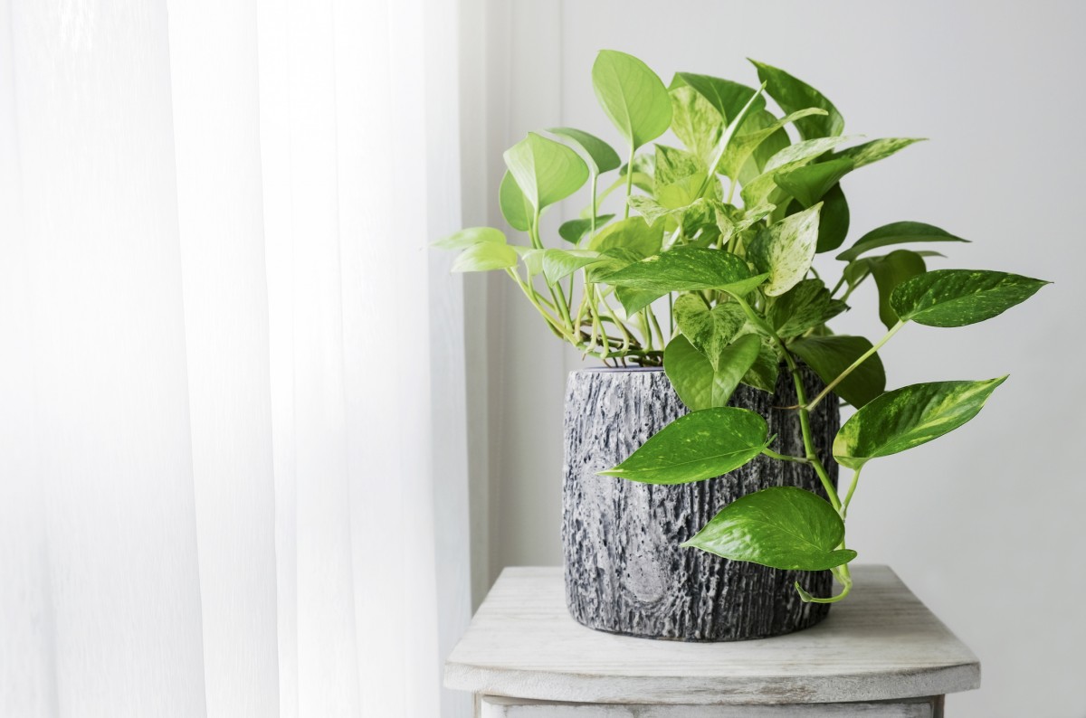 Best Indoor Plants for Apartments Infinity Insurance