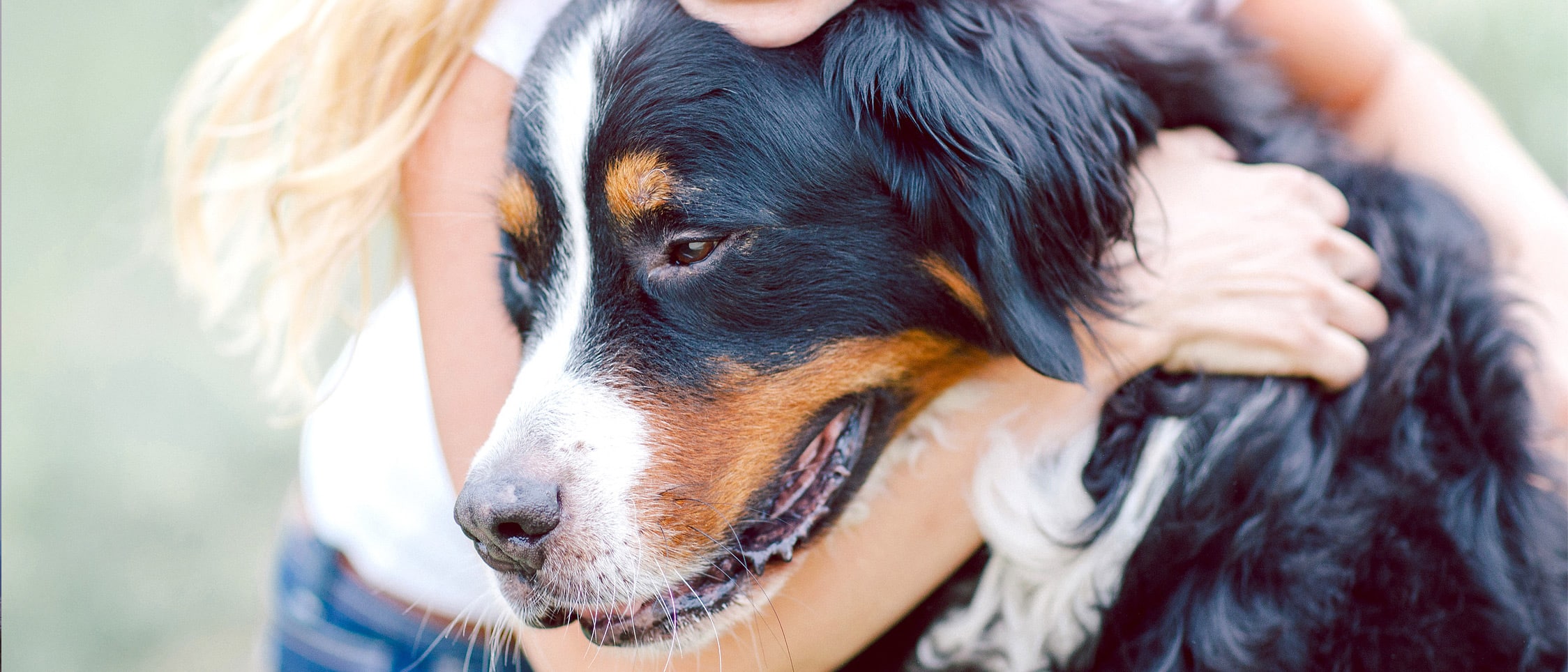 Reviews • Adopt Your Puppy Today • Infinity Pups