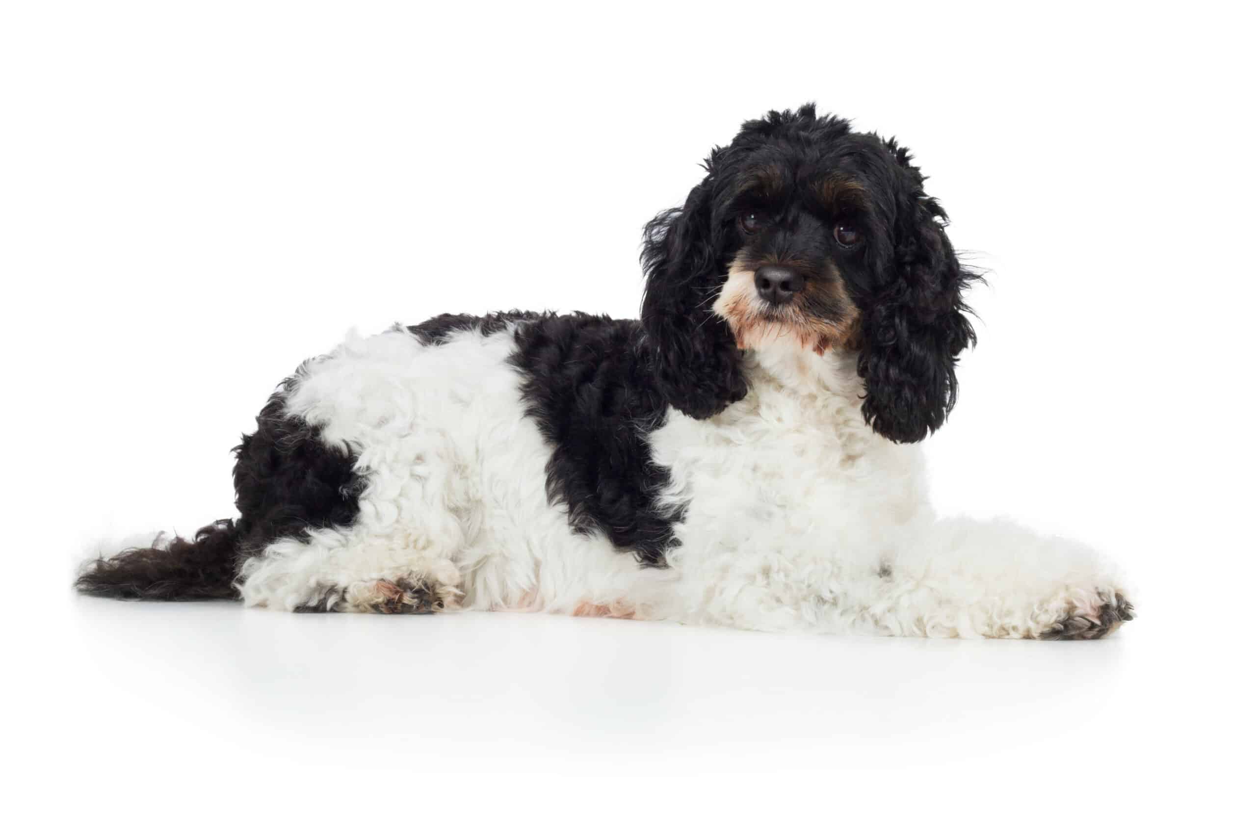 Cockapoo Puppies For Sale • Adopt Your Puppy Today • Infinity Pups
