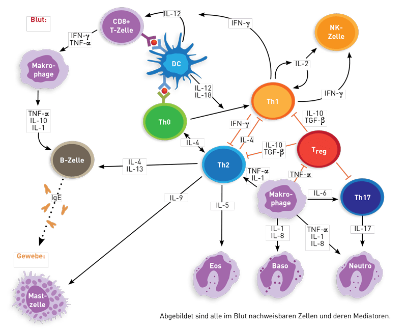 Chronische Entzündung inflammatio Labor, Diagnostik und
