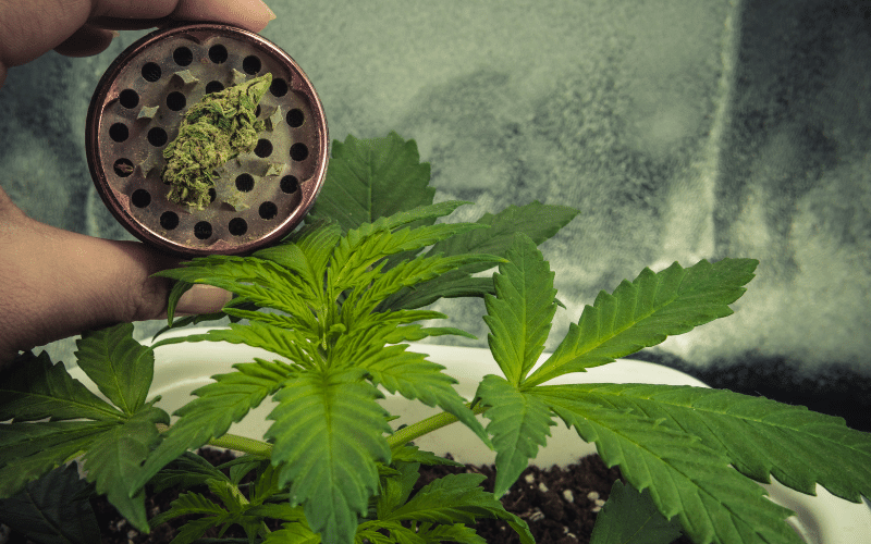 ¿Qué es un grinder y para qué sirve? INFO BIERZO