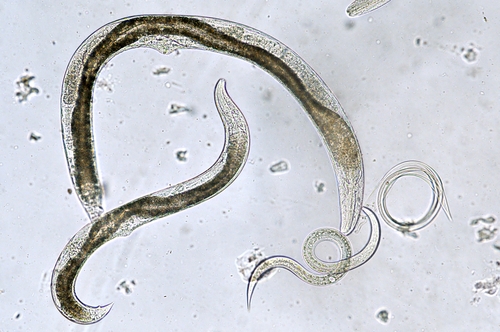 Nematelmintos Filo Nematoda Biologia InfoEscola