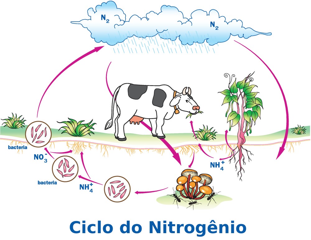 Ciclo do nitrogênio Bioquímica InfoEscola