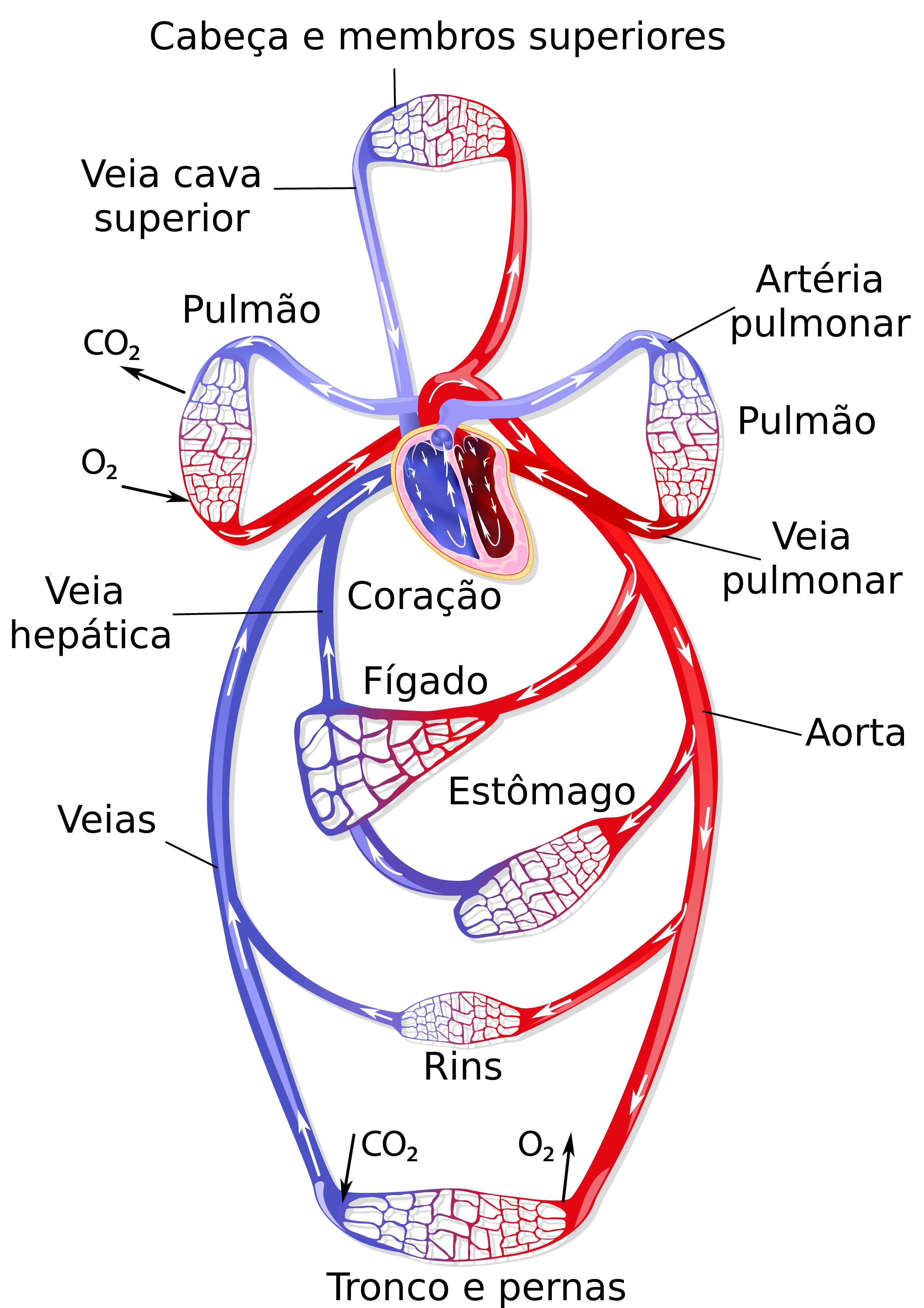 Sistema circulatório humano Biologia InfoEscola
