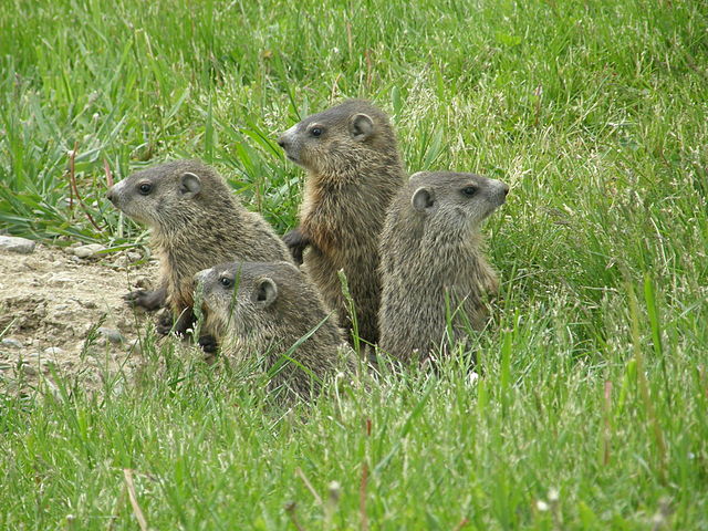 Facts About Groundhogs A Knowledge Archive