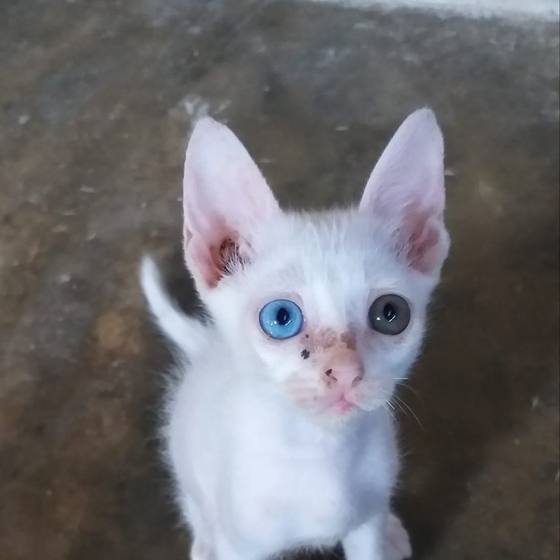 Unik, Bola Mata Kucing di Sigi Ini Miliki Warna yang Berbeda | Infopena.com