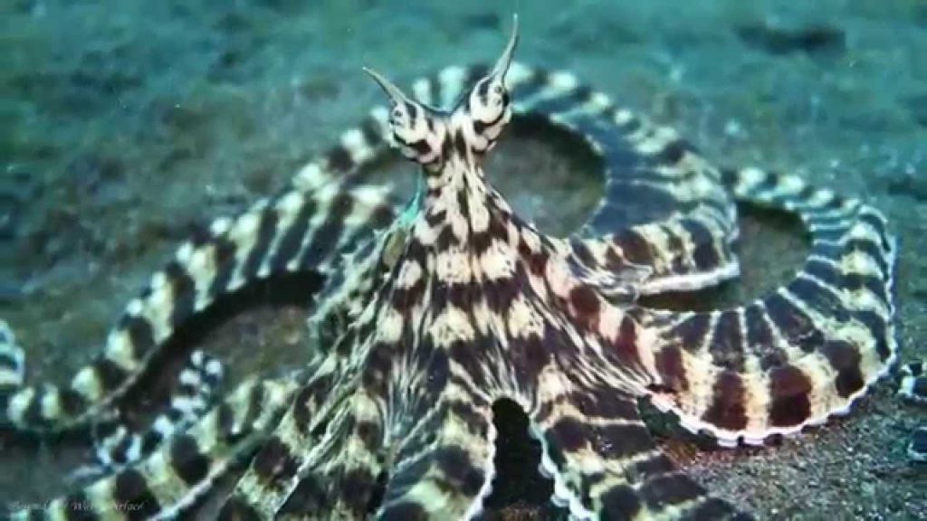 Amazing Camouflaging Animals Mimic Octopus