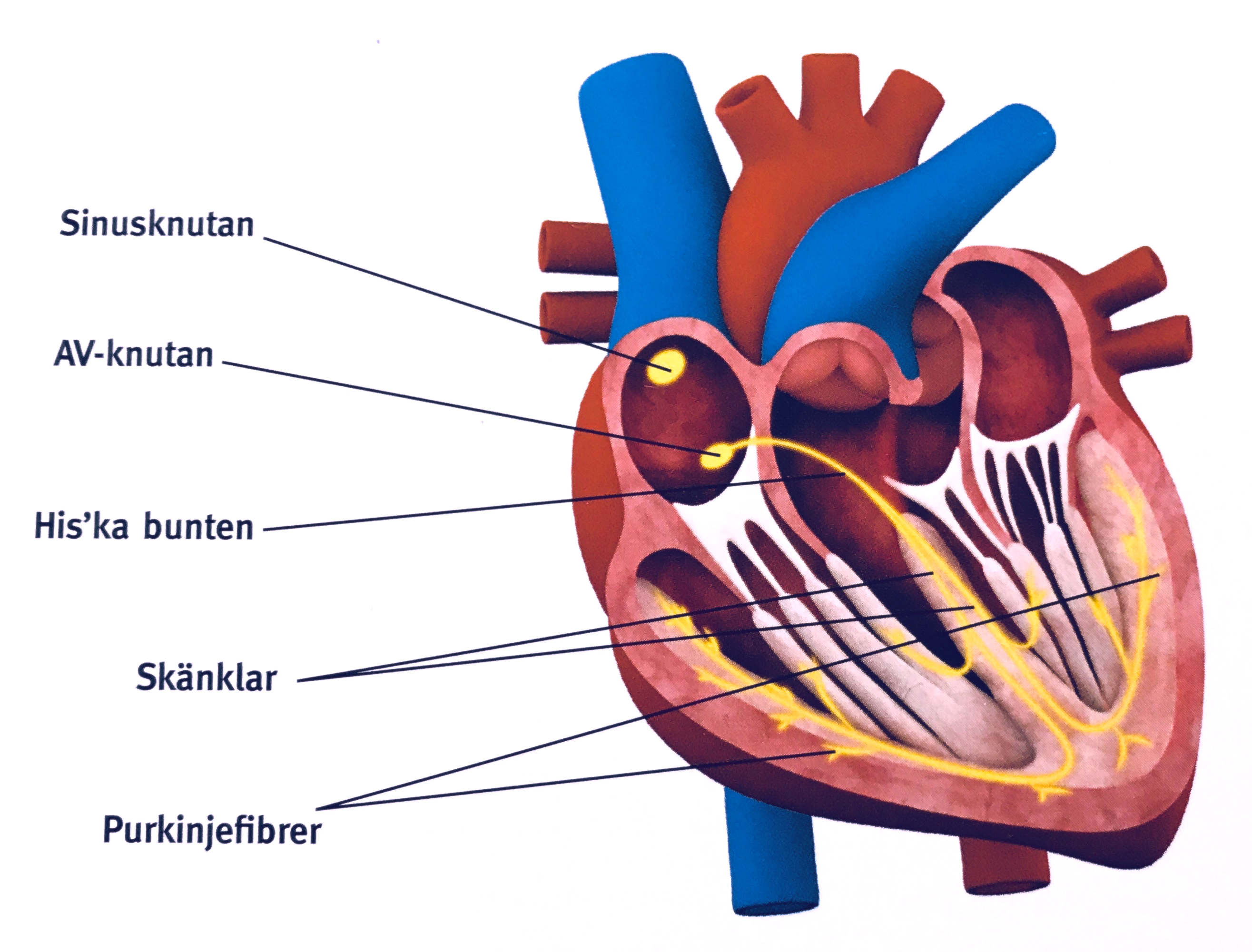 Electrical impulses make heart contractions and blood flow Anna´s diary