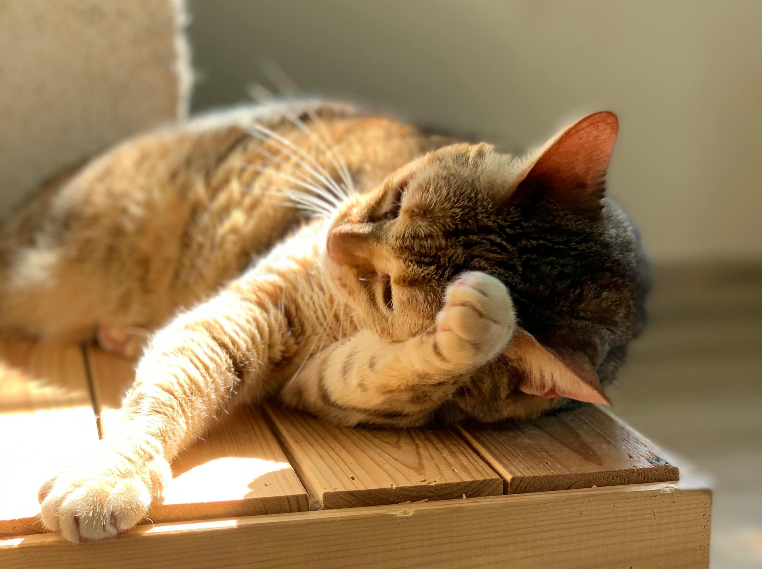 YearRound Parasite Prevention for Pets(03)