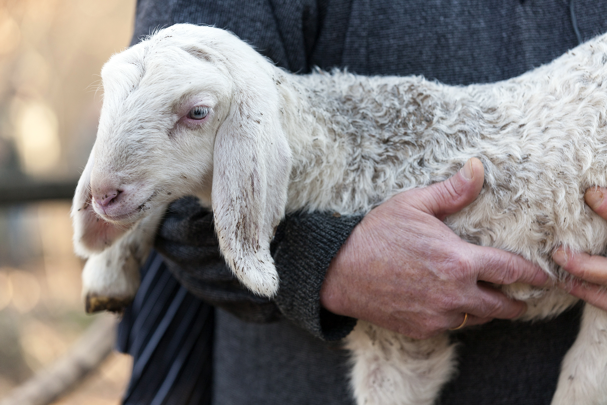 The Lesson of the Lambs in Leviticus In God's Image