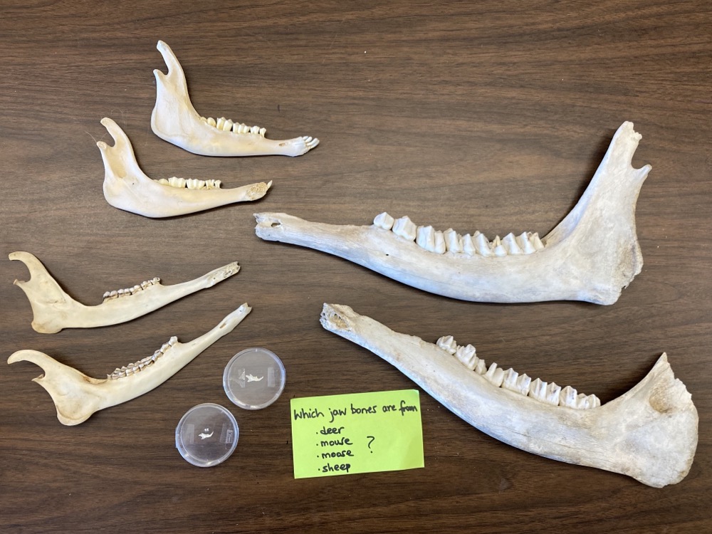 Teeth in herbivores, carnivores and us ingridscience.ca
