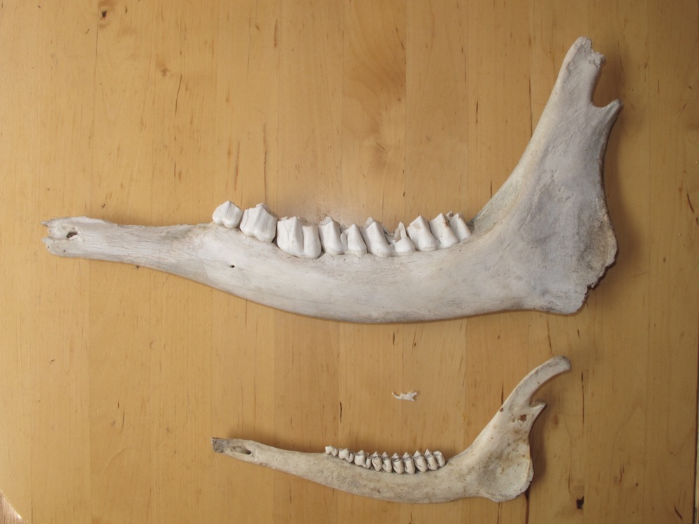 Herbivore Teeth Structure