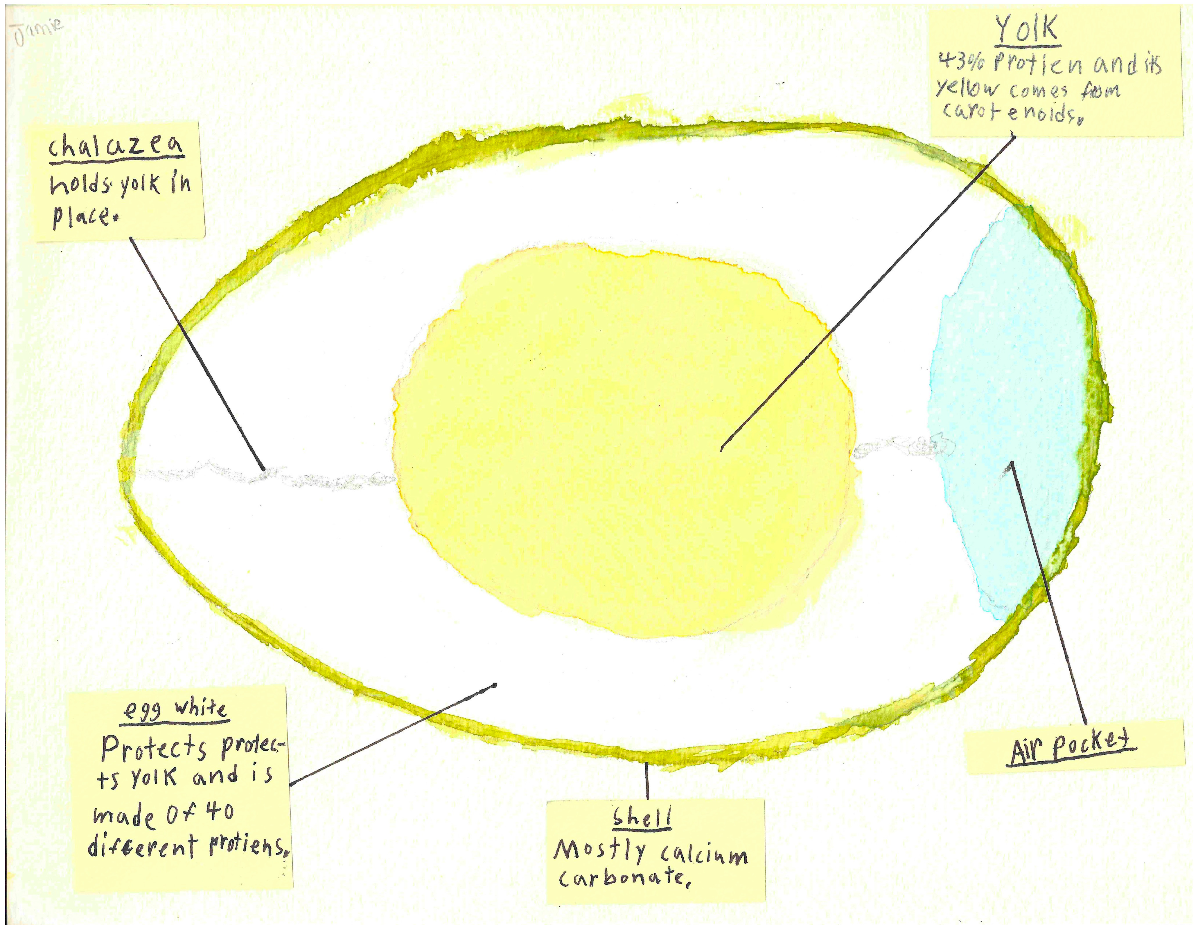 Egg structure study ingridscience.ca