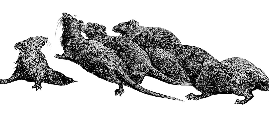 Die Ratten • Zusammenfassung auf Inhaltsangabe.de