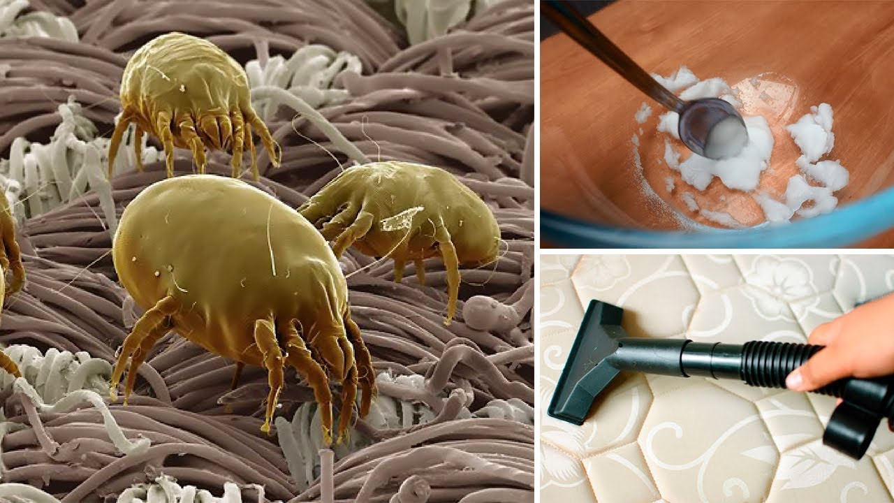 How to get rid of dust mites in mattress? Incredible solution In Home