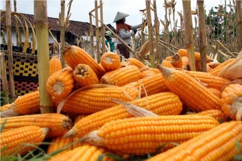 1000 Ha Lahan Siap Ditanami Jagung Komposit - Ini Kalteng