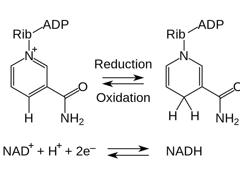What is the Difference between NAD+ and NADH?News of Healthy Food