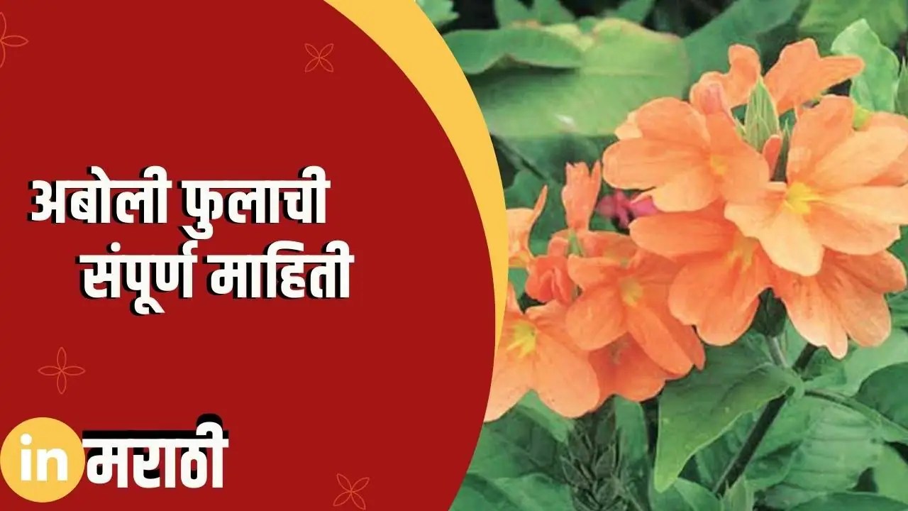 अबोली फुलाची संपूर्ण माहिती Crossandra Flower Information In Marathi