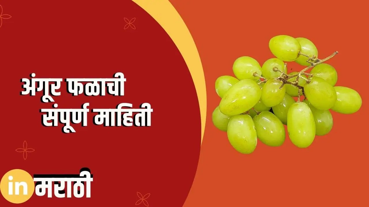अंगूर फळाची संपूर्ण माहिती Grapes Fruit Information In Marathi » In Marathi