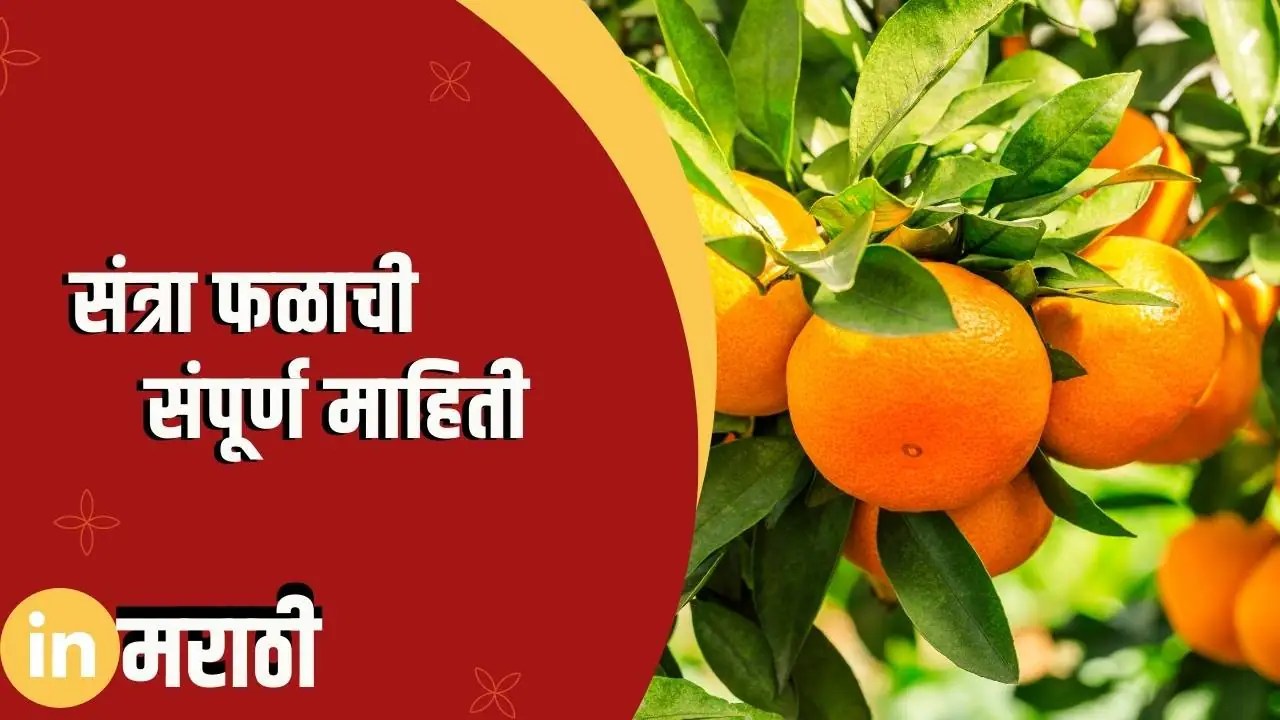 संत्रा फळाची संपूर्ण माहिती Orange Fruit Information In Marathi » In