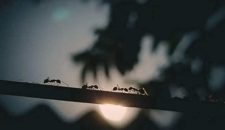 Web de mieren kunnen hier niet goed tegen en blijven er het liefst zo ver mogelijk vandaan. Zet potjes kruiden dicht tegen de. Zo bestrijd je mieren in de tuin (maar liefst 23 methodes) In mijn tuin