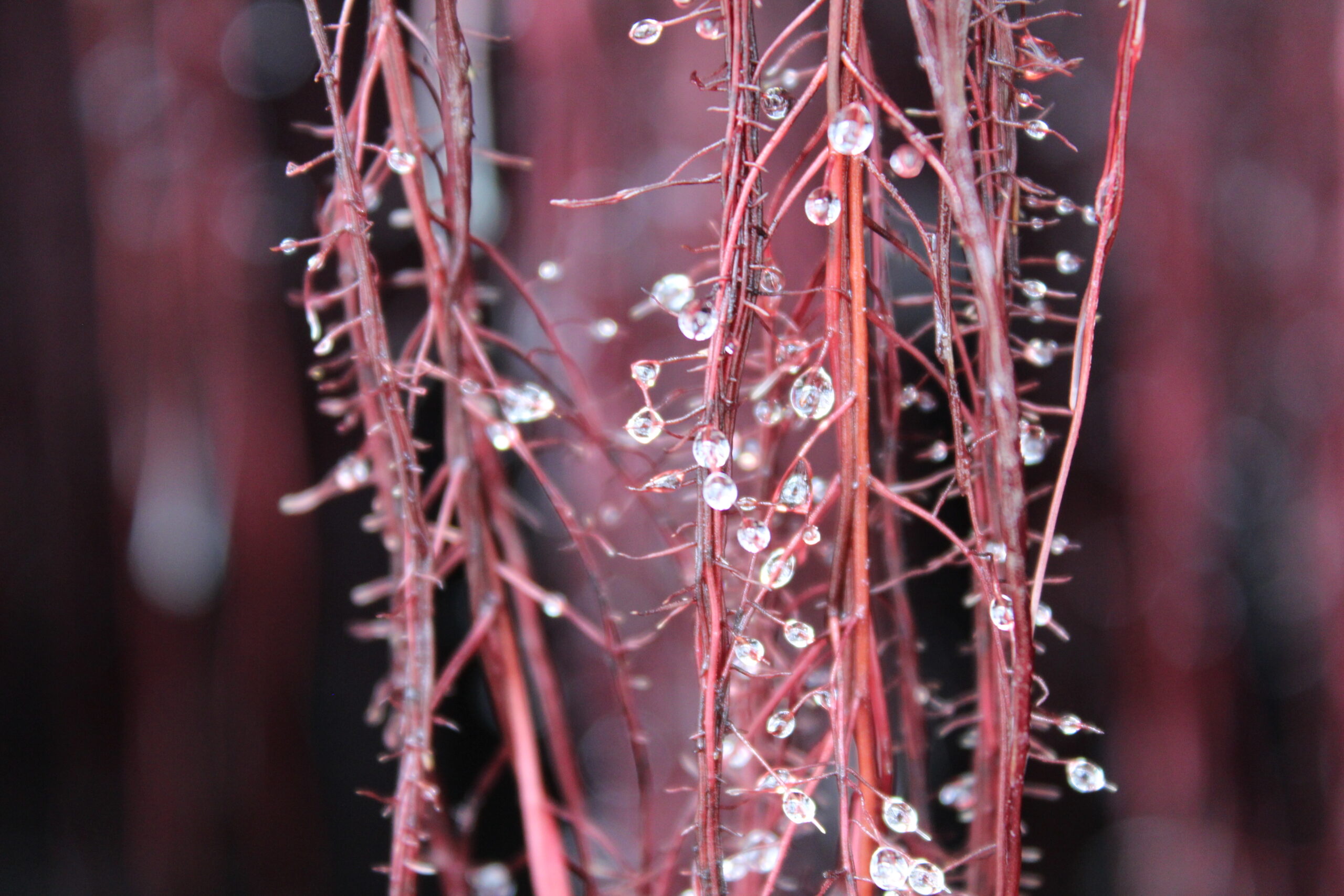 Technology InnCoCells