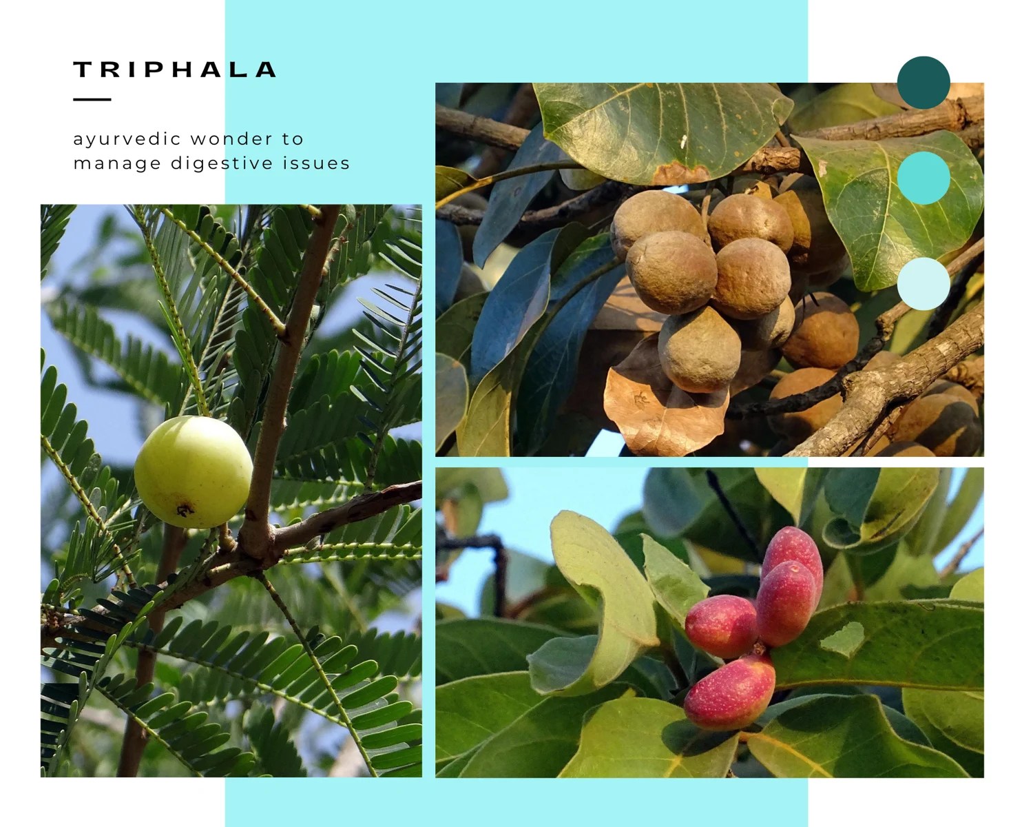 Triphala for Constipation InnerCare Health Blog