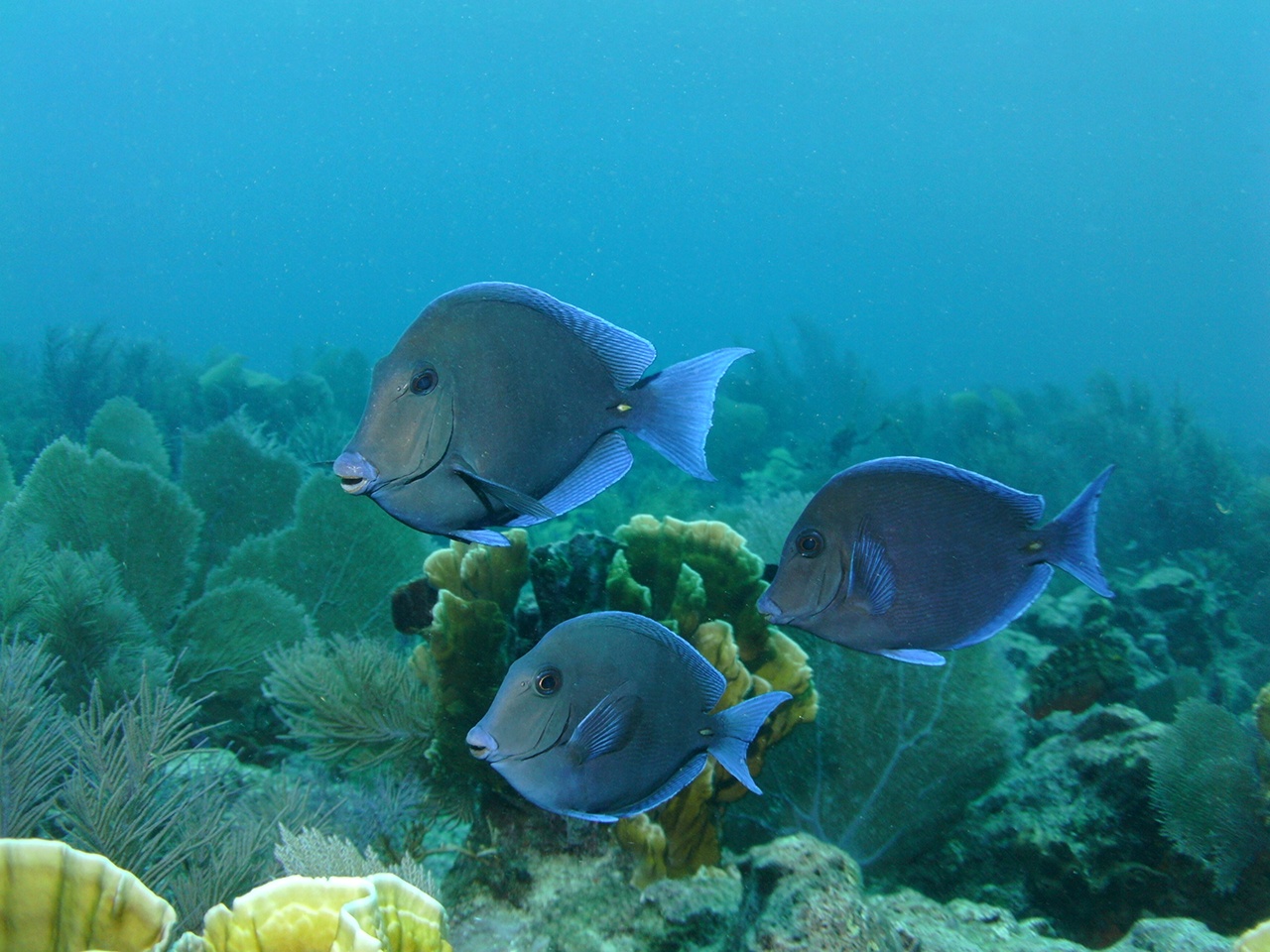 Scuba Diving around St Petersburg, Florida