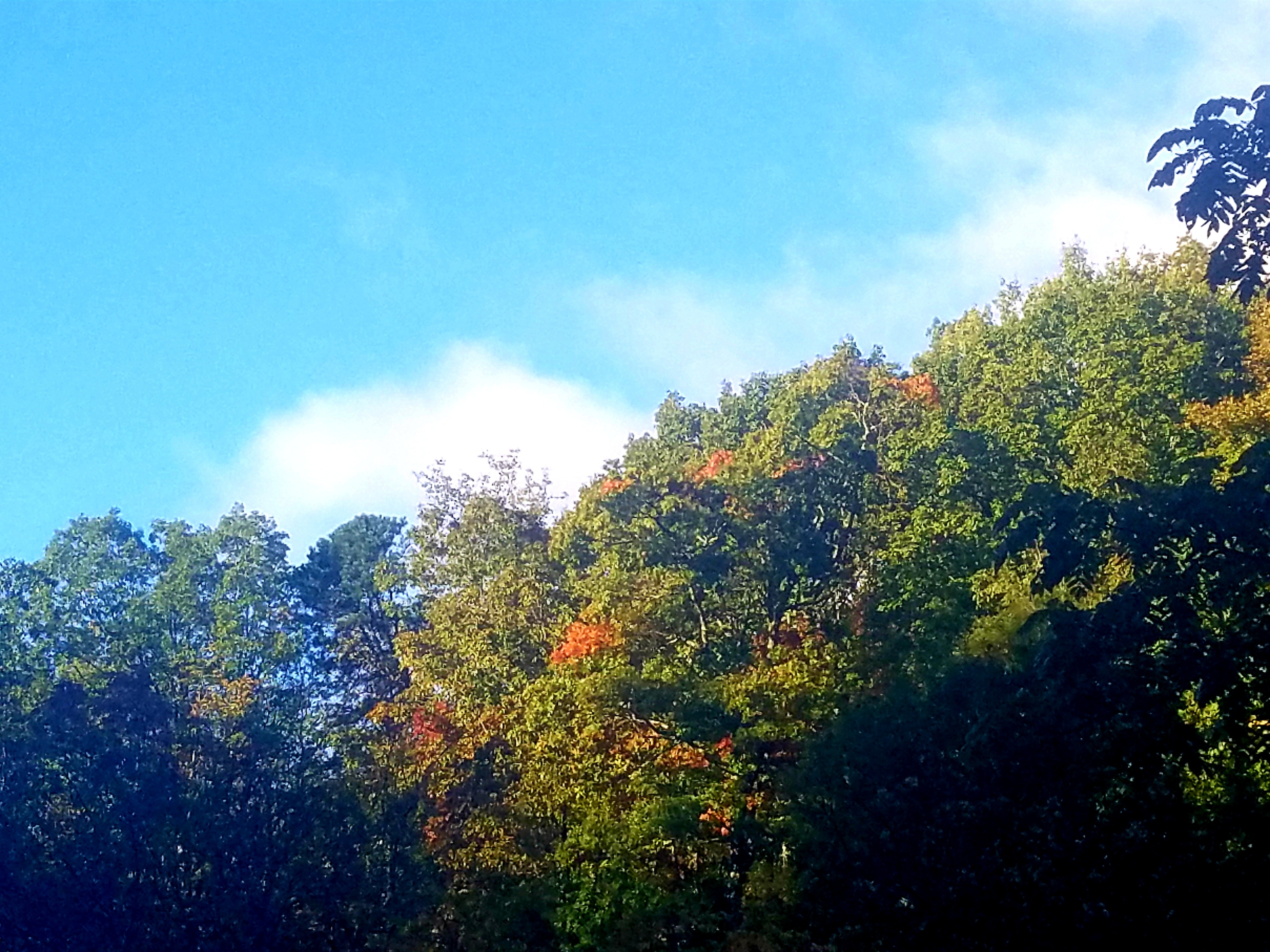 2019 Fall Color Report for the NC Mountains, Week 4