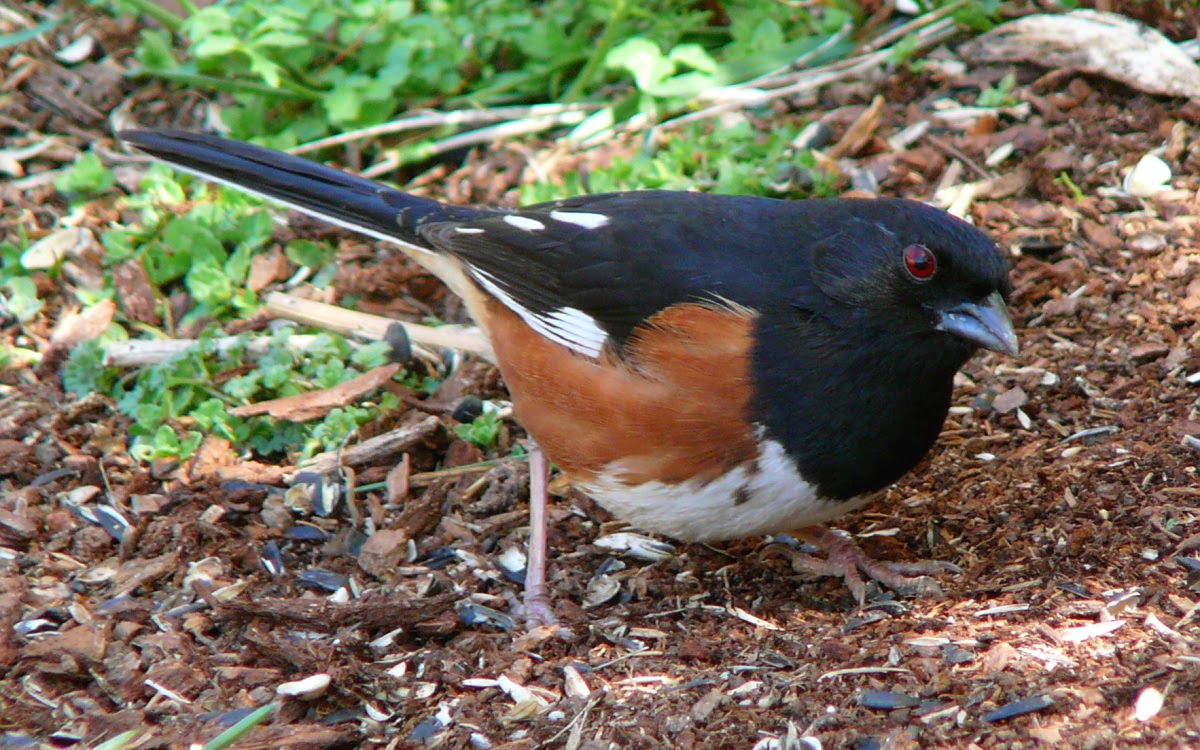 Picture Of A Dark Browm Chested Bird With Black Back 2022 Up To Date
