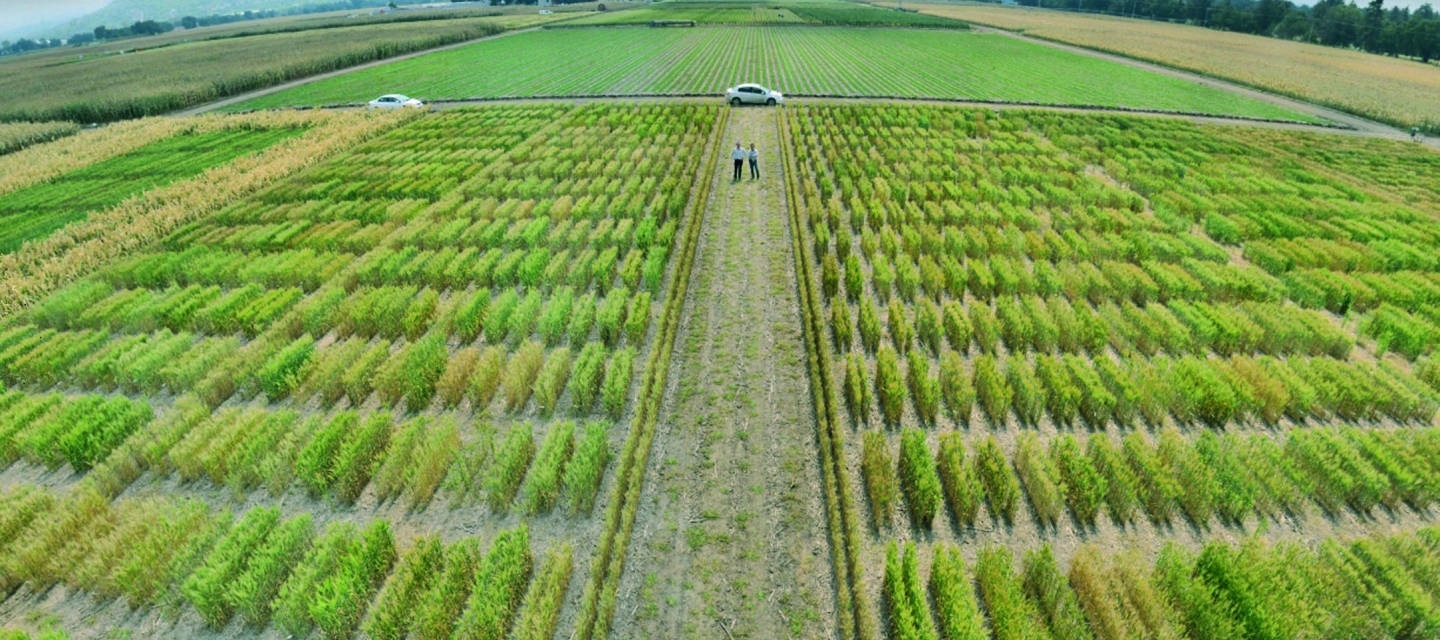 3 Aplicaciones De La Biologia En La Agricultura Nueva Aplicación