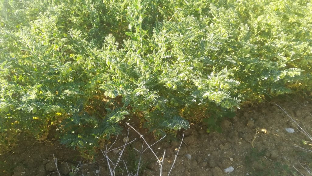 La Garbancera Madrileña impulsa el cultivo del garbanzo autóctono de