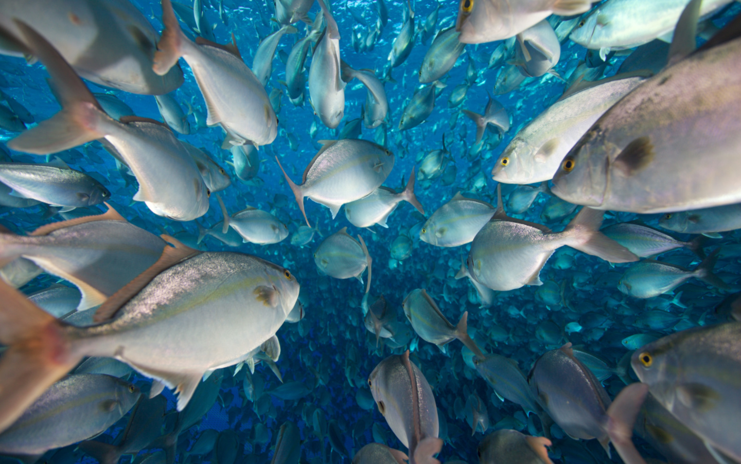 How Aquaculture Is Following the Lead of Animal Researchers to Improve