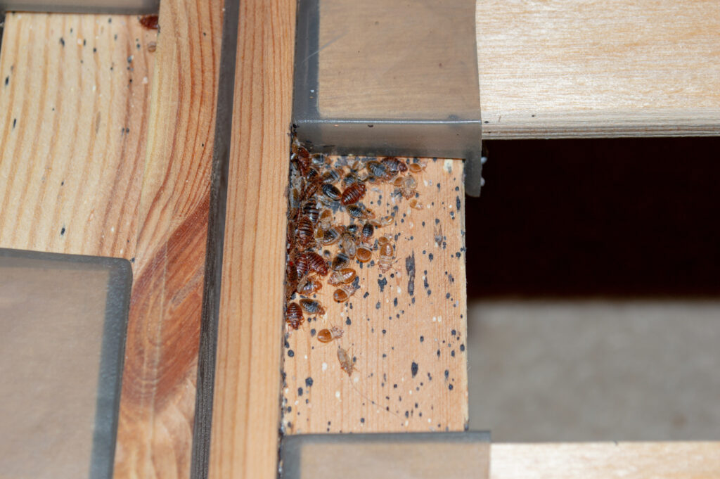 Found a Dead Bed Bug Shell? Here are Your Next Steps! Innovative Pest