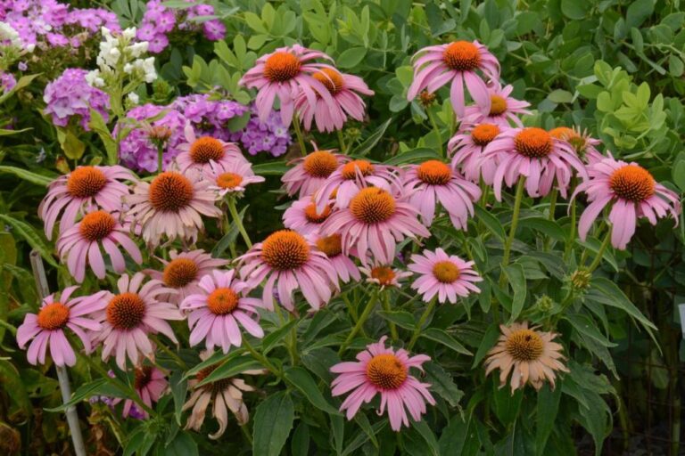 20 Best Deer Resistant Perennial Plants In One Blog
