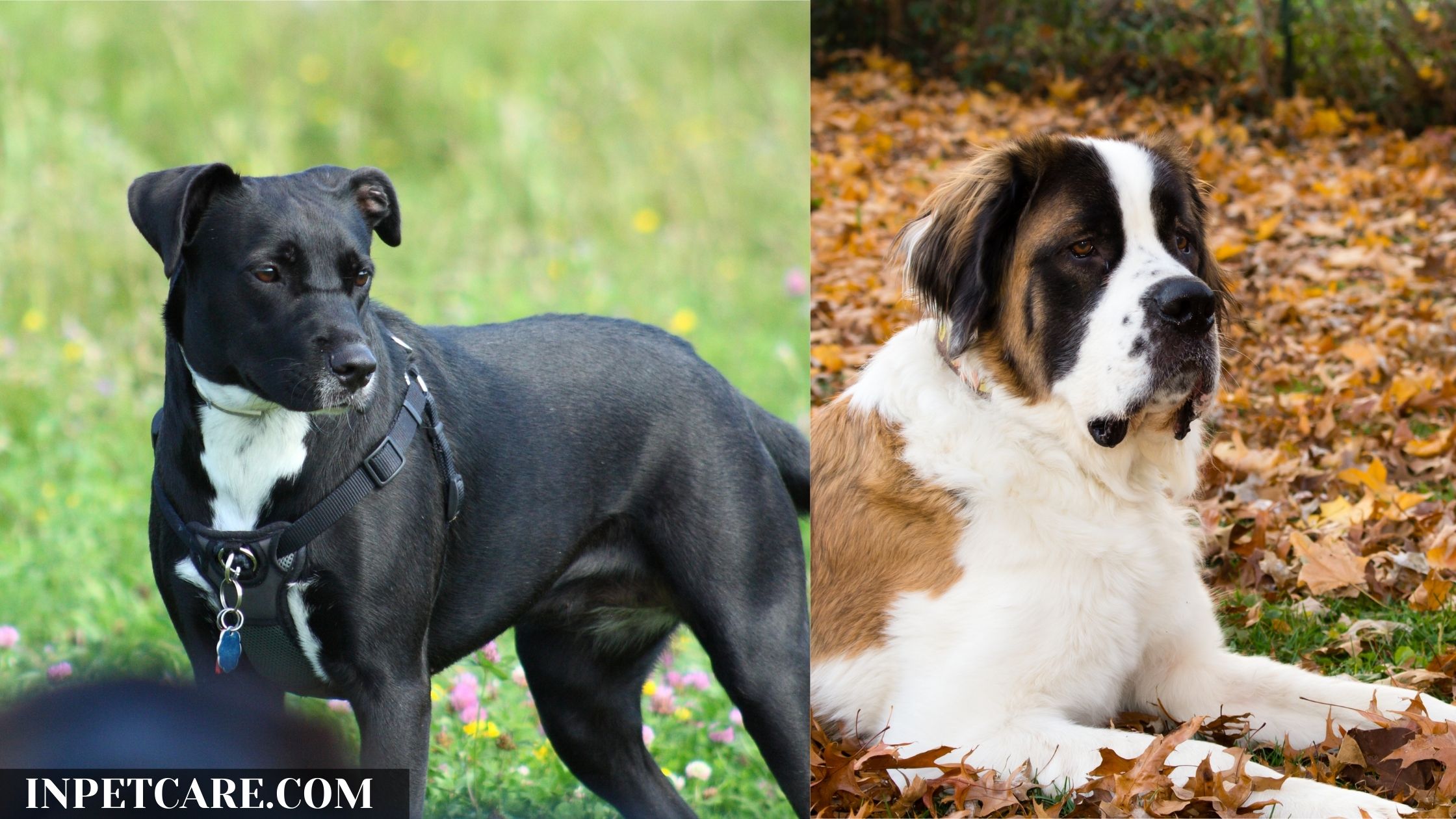 Pitbull Saint Bernard Mix A St Bullnard Guide (+Pictures)