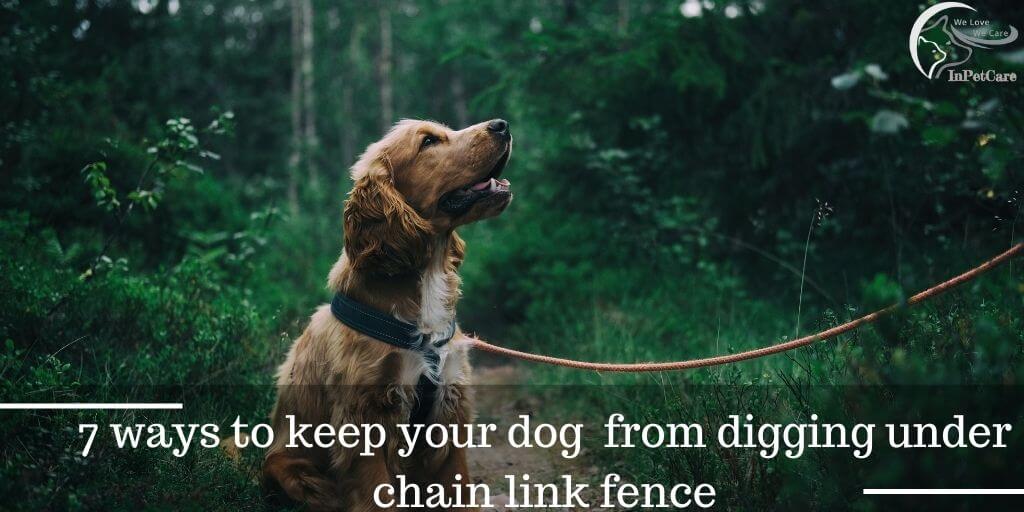 How To Keep The Dog From Digging Under Chain Link Fence?