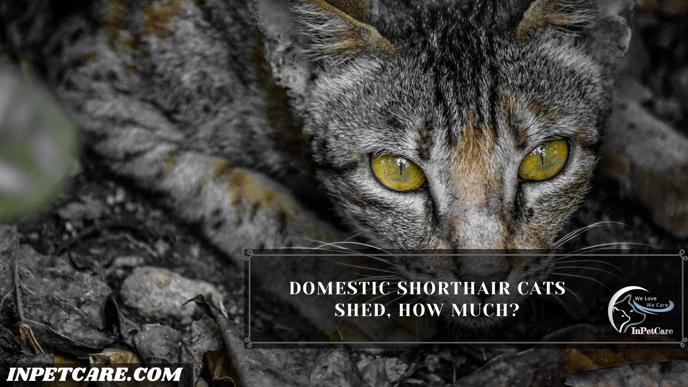 Are Domestic Shorthair Cats Hypoallergenic InPetCare