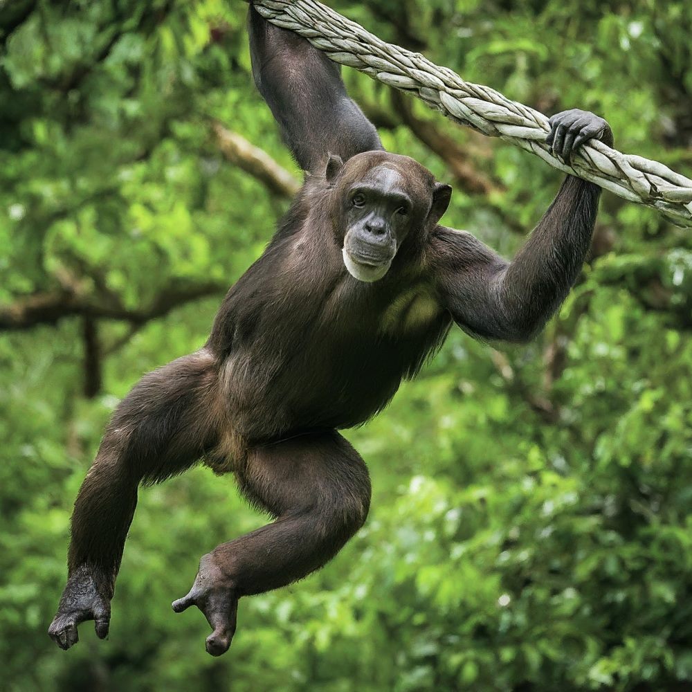 10 Animals That Can Recognize Them In Mirror (With Pictures)