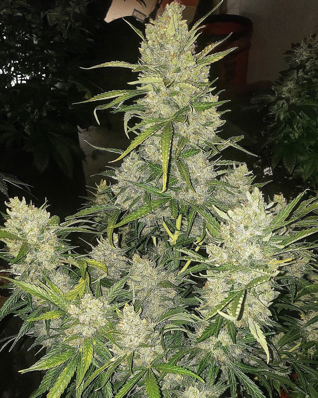 Pluto Cut Auto R F3 (Autoflower) Insane Seeds
