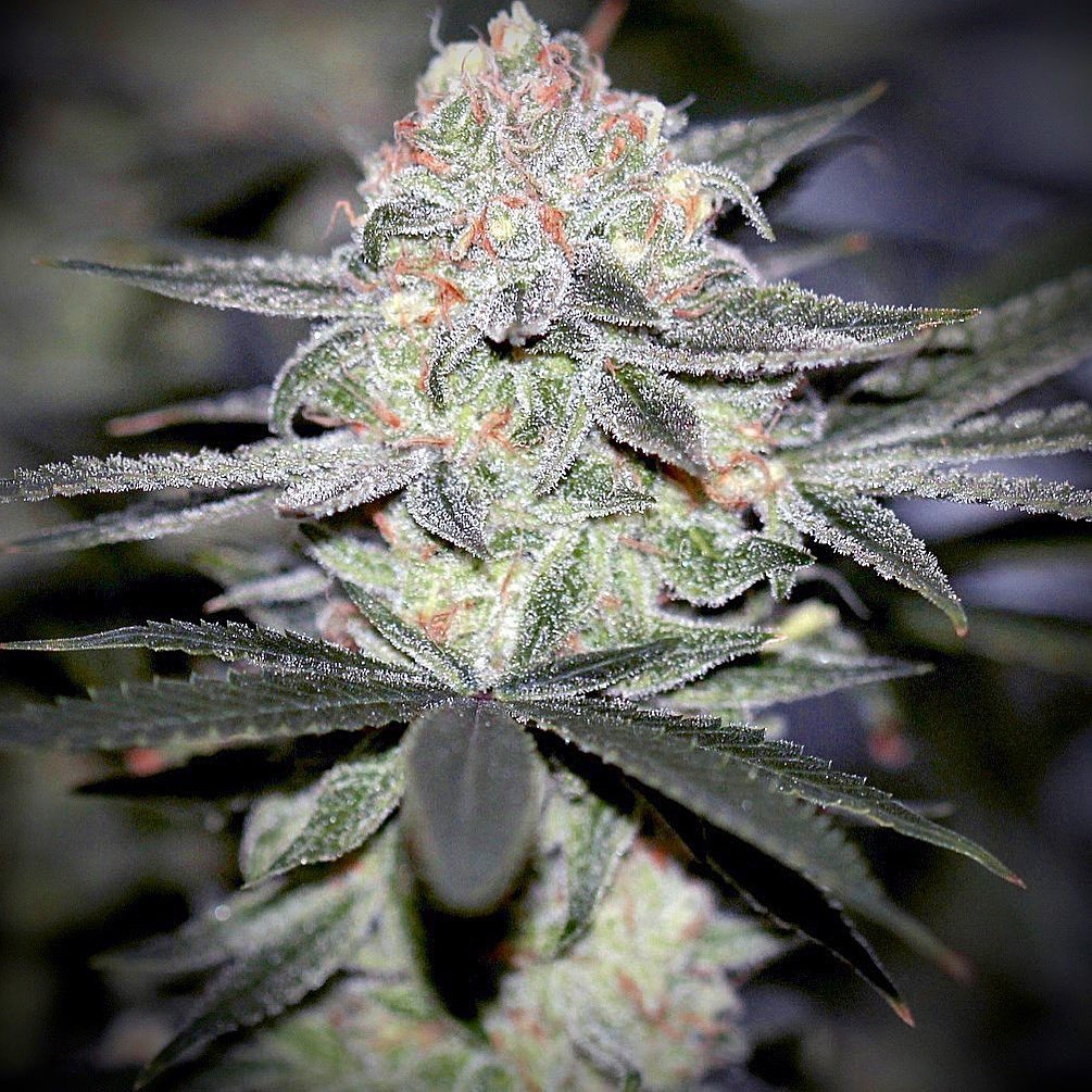 White Nightmare BX (Fem) NEW Limited Insane Seeds