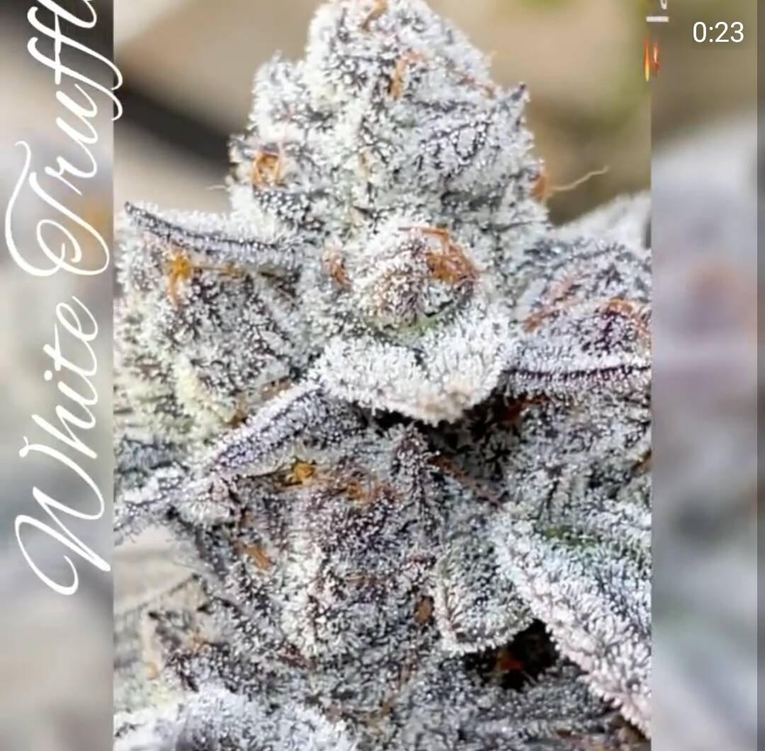 White Truffle S1 (Fem) VAULT! Insane Seeds