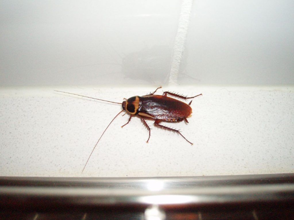 Australian Cockroach Terminix