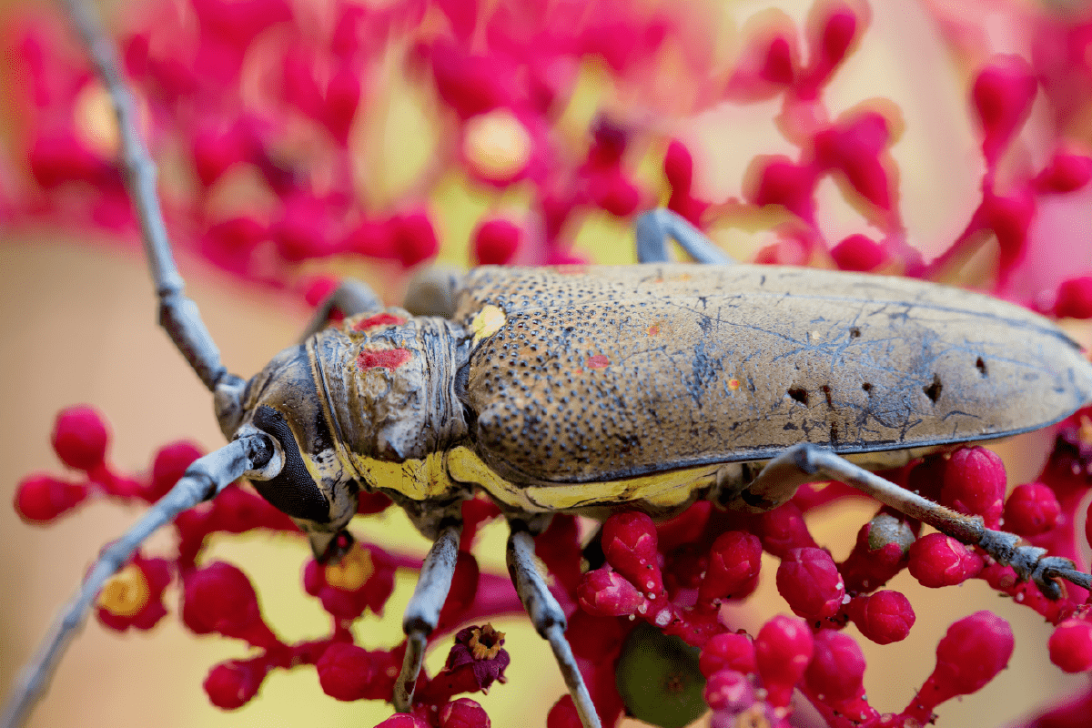 How to keep away Palo Verde Beetles Insectek Pest Solutions