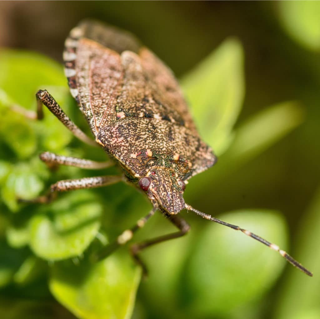 Stink Bugs Insectek