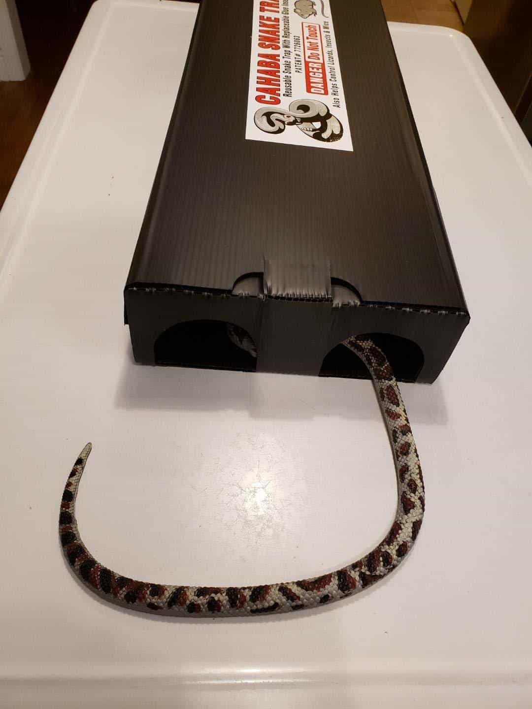10 Best Snake Traps 2020 Insect Hobbyist